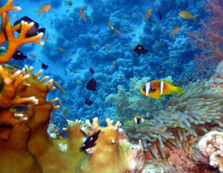 Diving Tour – One Day